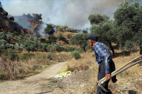 Aydın'da zeytinlik ve incirlik alanda yangın çıktı