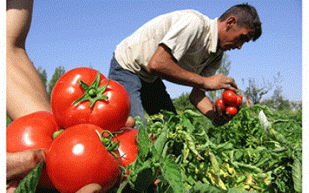 Domates tarlada kaldı, ihracat acilen açılmalı!