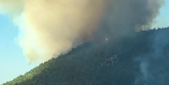 İzmir Menderes ilçesinde orman yangını!