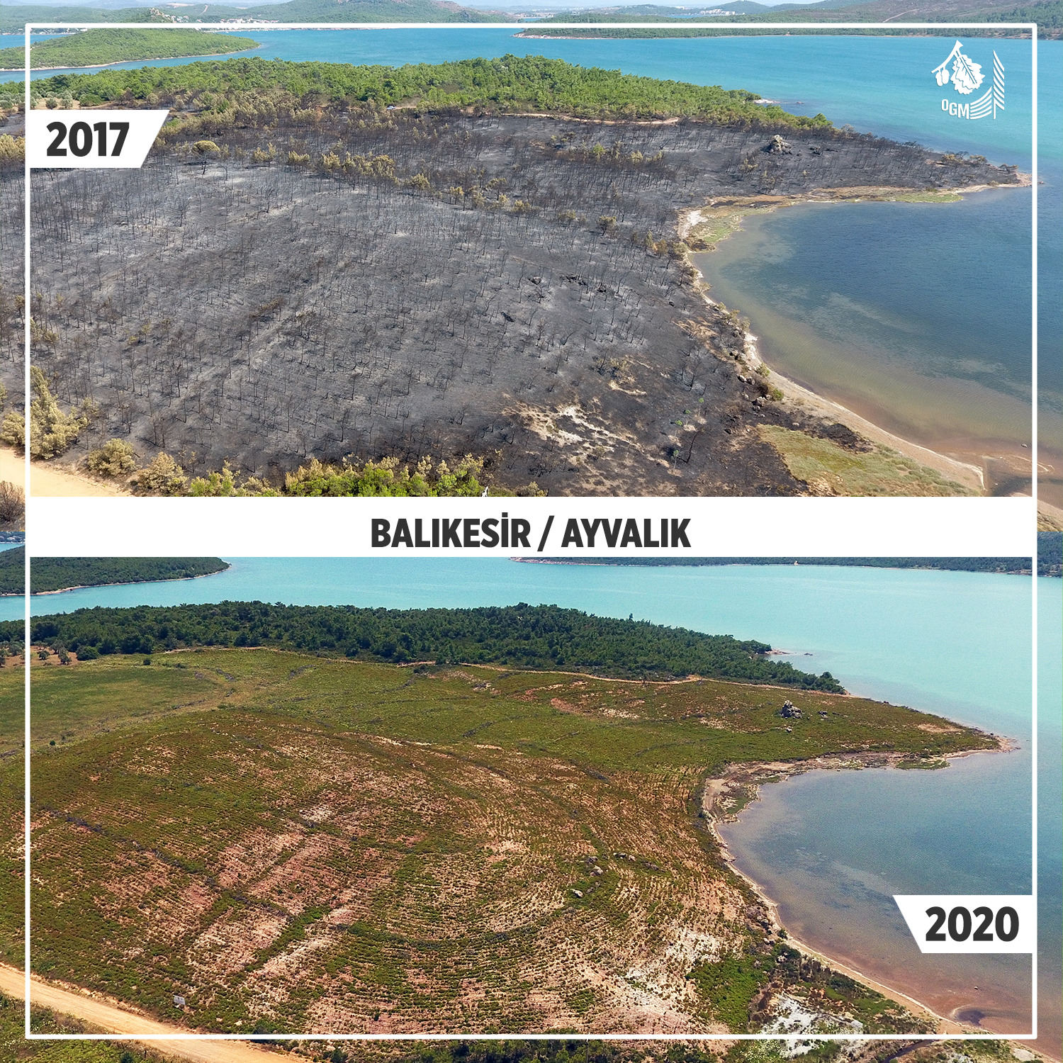 Yanan ormanlar küllerinden yeşeriyor