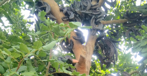 Keçiboynuzu'ndan 30 milyon TL'lik ekonomik katkı