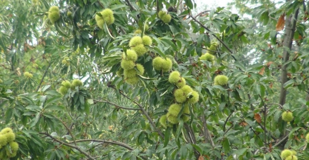 Mevsim Kestane Mevsimi: Uludağ'ın yamaçlarında hasat başladı