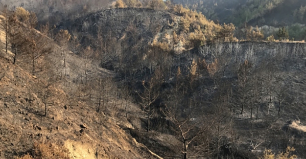Hatay'daki Orman Yangınında soğutma çalışmaları tamamlandı