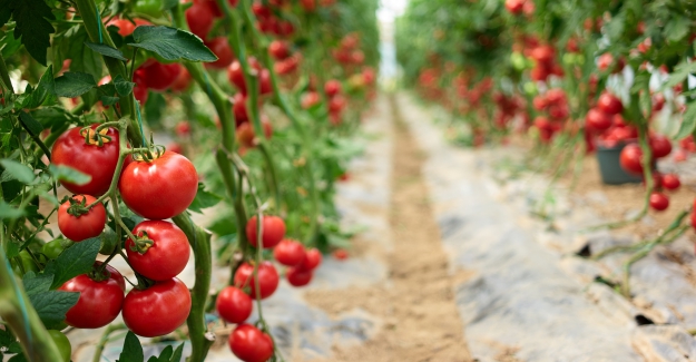 Irak’a taze domates ihracatı serbest