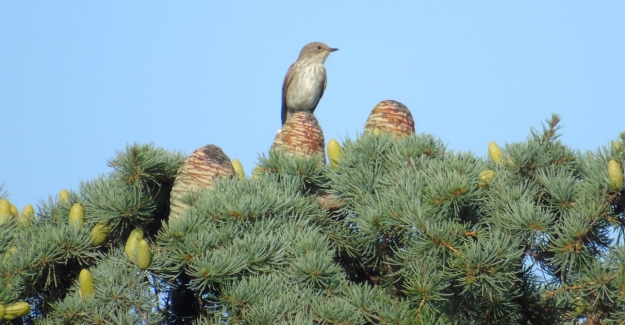 Orman yangınlarından hayvanlar da büyük zarar görüyor