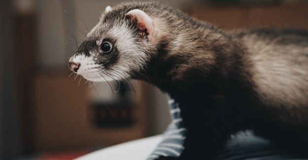 Corona virüsünün hücrelere girişini engelleyen burun spreyi 'patent' aşamasında