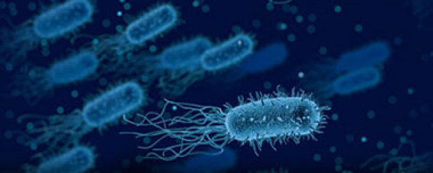 Dünyanın koronadan sonra yeni belası ortaya çıktı: Ölümcül bakteri hızla yayılıyor!