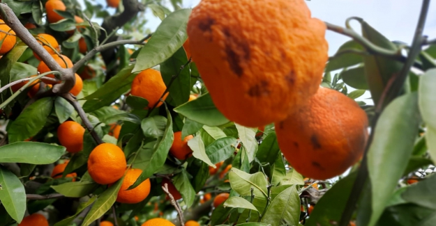 Mandalinaya nazar değdi: "Önce kırağı sonra yağmur vurdu"