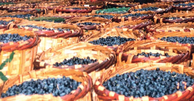 Marmarabirlik Zeytin İhracatına hız verdi