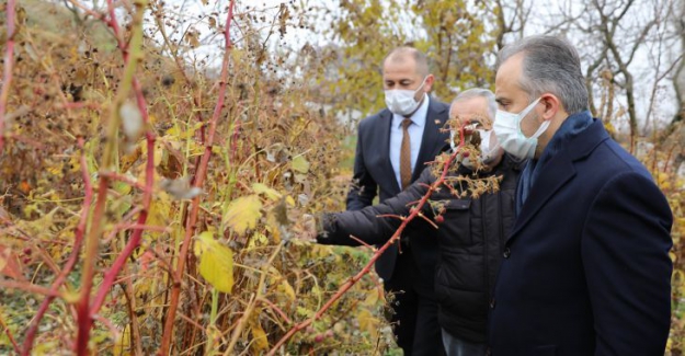 Türkiye'de Ahududu üretiminin % 96.7'si Bursa'da