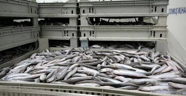 Avlanma yasağı getirilen hamsinin kilosu 40 liraya yükseldi