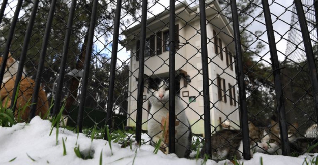 Sahipsiz Kedilerin Villa Keyfi
