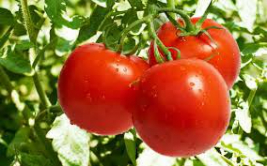 Ticaret Bakanı Ruhsar Pekcan: "Rusya domates alım kotasını 50 bin ton artırdı.."