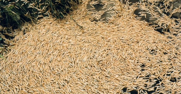 Tren seferlerini aksatan zehirli kırkayak sürülerinin gizemi çözüldü