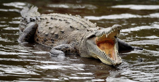 Kaybolan balıkçı, timsahın karnından çıktı