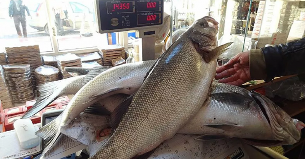 Türkiye Levrek ve Çipura ihracatında dünya lideri