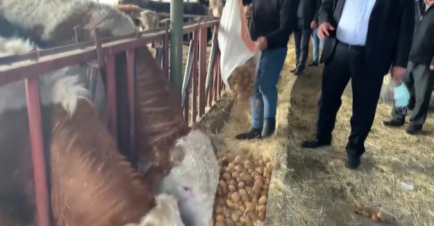 "Üretici patatesi hayvanlara yedirmeye başladı!.."