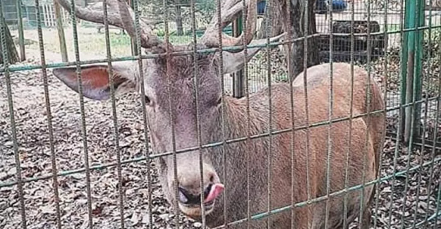 Bir bu kalmıştı görülmeyen: "Hayvanat bahçesindeki geyiği kaçırdılar ve kesip yediler"
