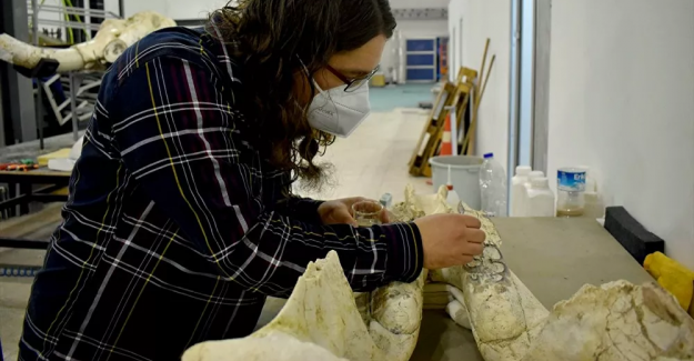Kayseri'deki kazı çalışmalarında dünyada eşi olmayan bir fil kafatası fosili bulundu