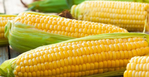 Türkiye, 115 bin ton mısır ithal etti