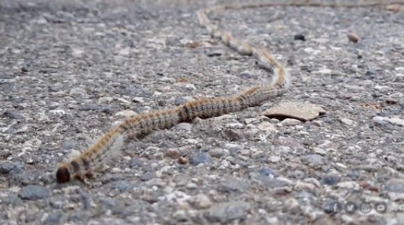 Adıyaman'da tırtıl sürüsünün yolculuğu görüntülendi