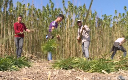 Türkiye'nin ilk yerli kenevir tohumları tescillendi