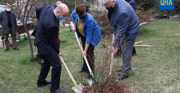 Ukrayna ve Kırım'ı sembolize eden ağaçlar Türkiye'de kök salacak