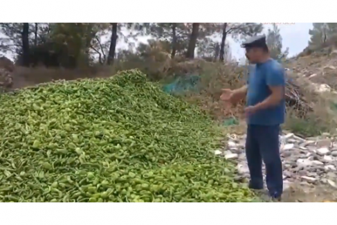 Çiftçi ürünlerini çöpe döküyor!..