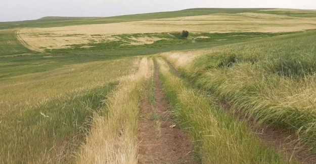 Güneydoğu'da kuraklık: 'Sofralar çok kötü etkilenecek, acilen afet bölgesi ilan edilmeli'