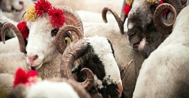 Diyanet İşleri Başkanlığı, vekalet yolu ile kesilecek kurban ücretlerini açıkladı