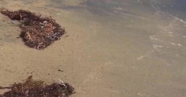 Ege kıyılarında yeni tehdit: SARGASSUM