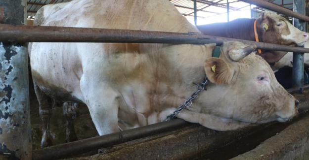 Görücüye çıkan kurbanlıkların fiyatları el yakıyor