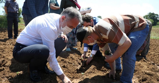 İnegöl’de İlk Ekinezya Ekimi Gerçekleşti