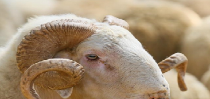 19 Temmuz Pazartesi Günü İçin Yarım Gün İdari İzin Kararı Yayımlandı