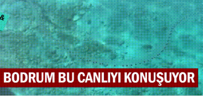 Akdeniz'i istila eden yeni balık türleri