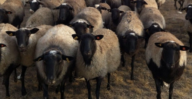 Mübarek Kurban Bayramınız Kutlu Olsun!