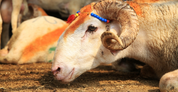 Nilüfer’de kurban kesim yerleri belirlendi