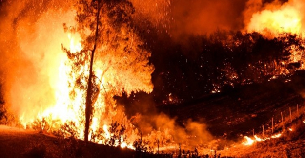 Osmaniye'deki orman yangınıyla ilgili 5 şüpheli gözaltına alındı