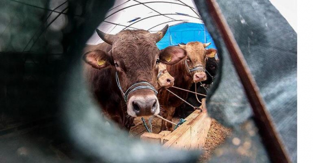 Satılamayan kurbanlıklar için yeni karar