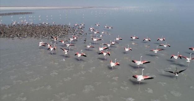 Tuz Gölü’ndeki flamingo katliamı: "Dünyayı gezdim, böyle korkunç tablo görmedim!.."