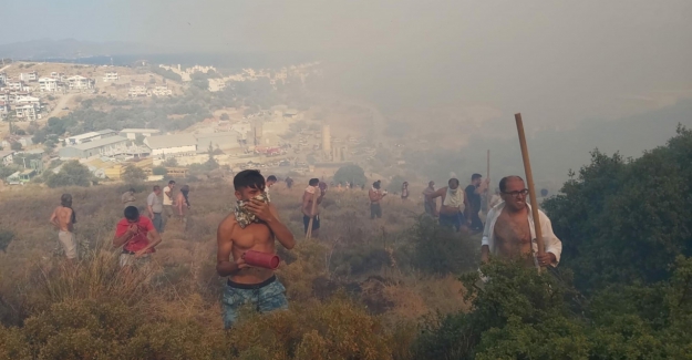 Datça'da makilik ve zeytinlik alanda yangın