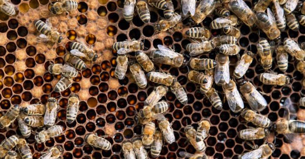 Ege'deki yangınlar arıcıları vurdu