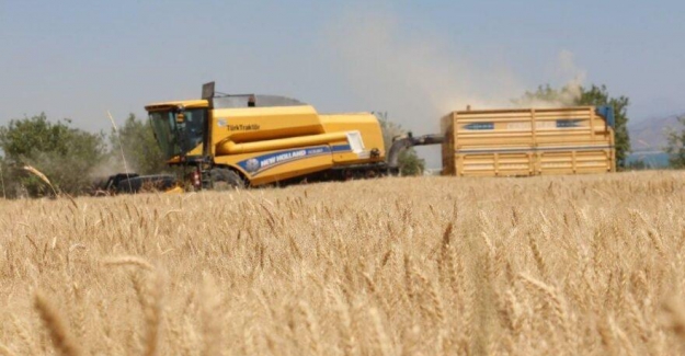 İklim krizi buğday üretimini vurdu!