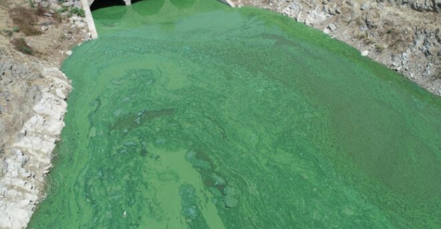 İstanbul Sazlıdere Barajı yeşil renge büründü, vatandaş tedirgin..