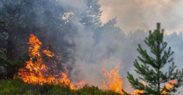 İzmir Foça alev alev! Ekipler bölgede