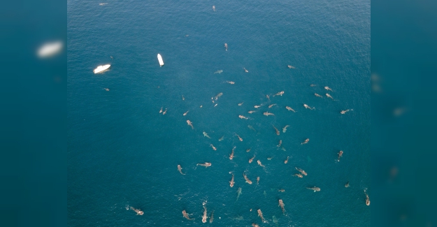 Uluslararası Köpekbalığı Günü Kutlandı