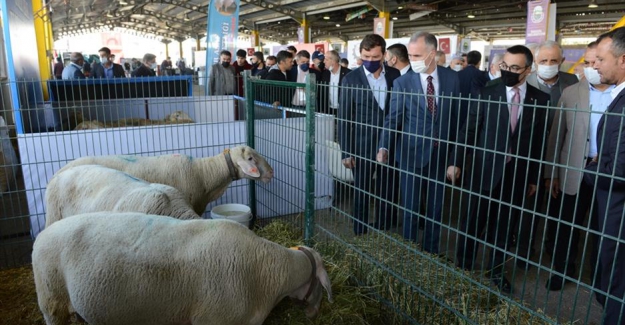 Küçükbaş Hayvancılık Festivaline Coşkulu Açılış