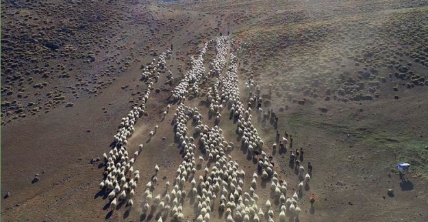 Kış geliyor, göçerlerin dönüş yolculuğu başladı