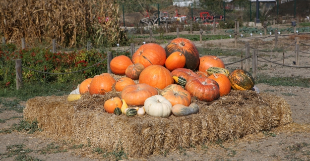 Nilüfer Kent Bostanları’nda kabakların görsel şöleni