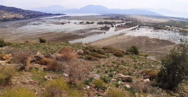 Bafa Gölü’nde istilacılar ortaya çıktı